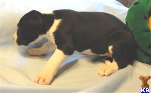 Puppies in Ava